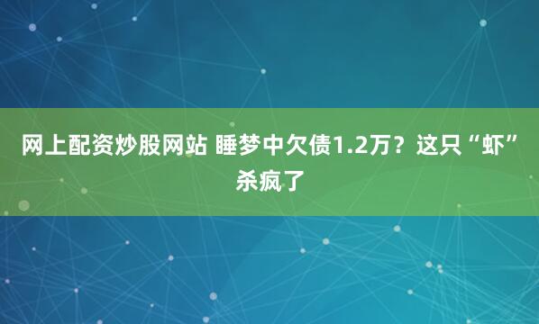 网上配资炒股网站 睡梦中欠债1.2万?这只“虾”杀疯了